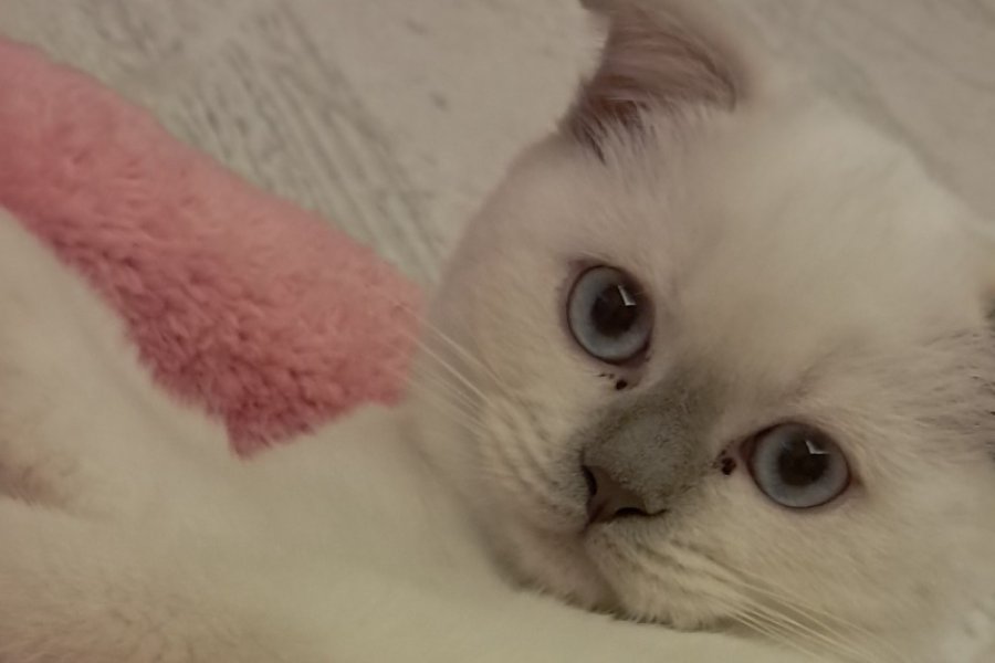 Dünyalar tatlısı scottish fold acil sahiplendirilmesi lazım 2