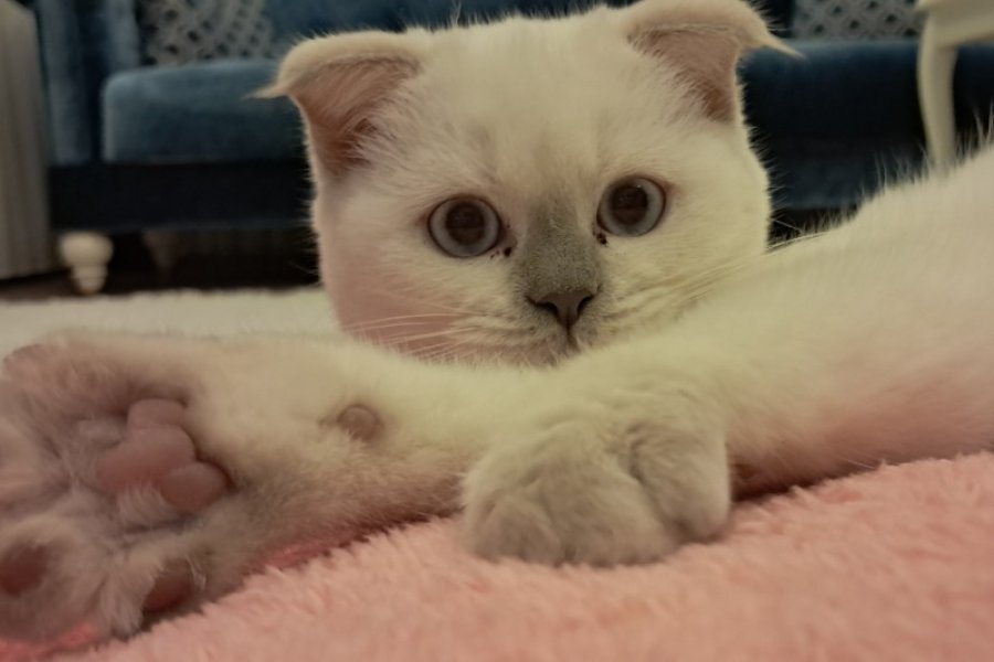 Dünyalar tatlısı scottish fold acil sahiplendirilmesi lazım 1