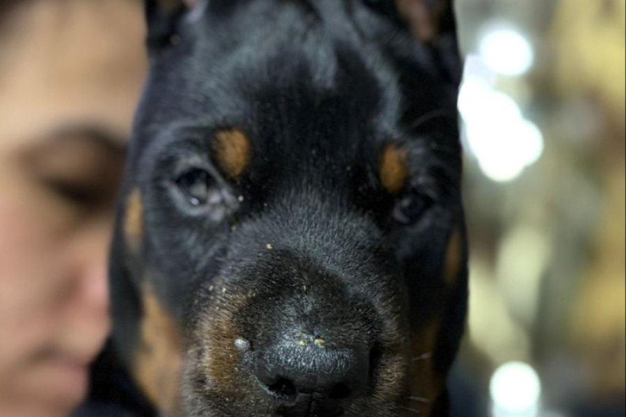 Avrupa’nın en iri Doberman yavruları 2