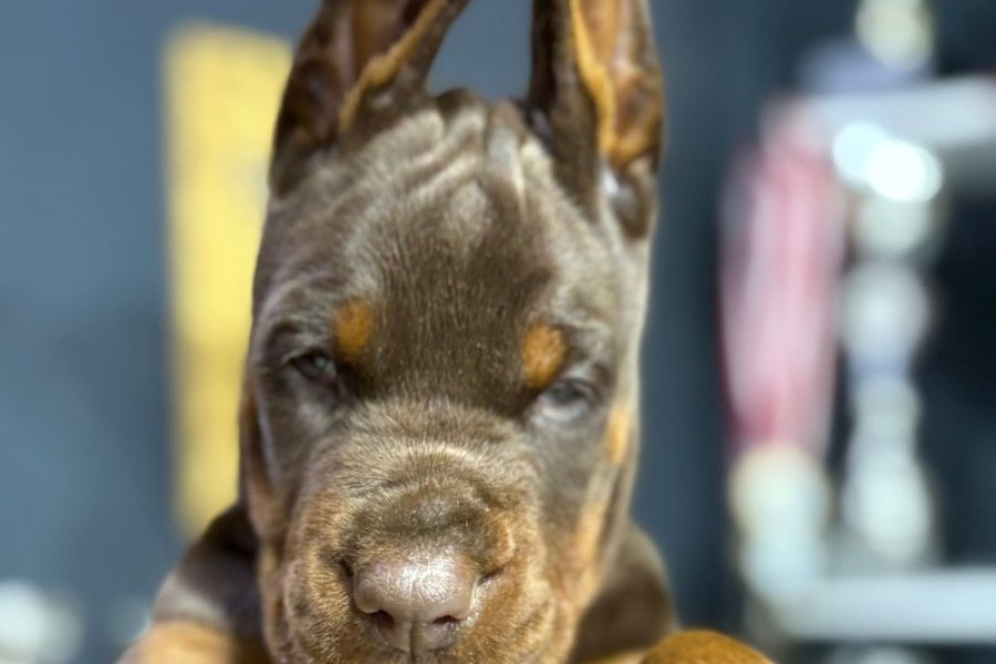 Avrupa’nın en iri Doberman yavruları 1