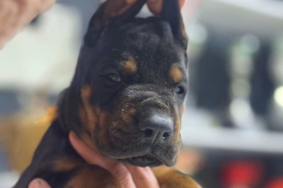 Avrupa’nın en iri Doberman yavruları 3