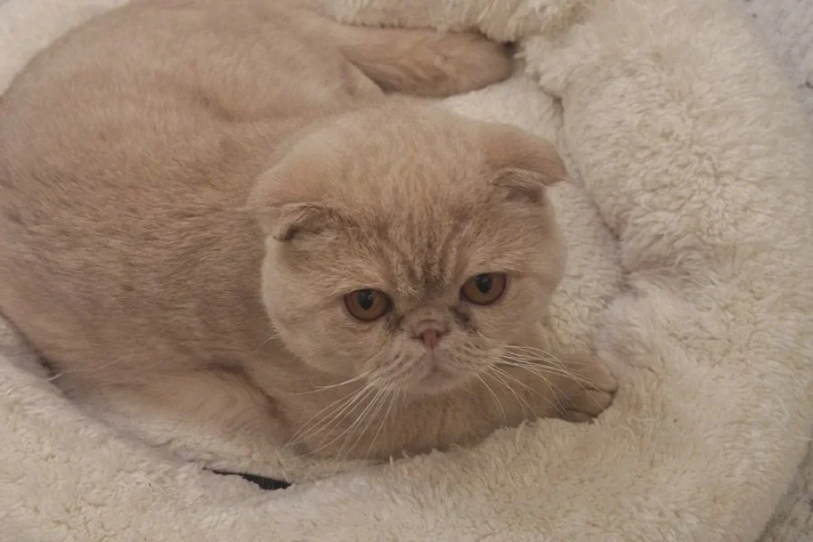 TOPKAFA SCOTTISH FOLD YAVRUMUZ 1