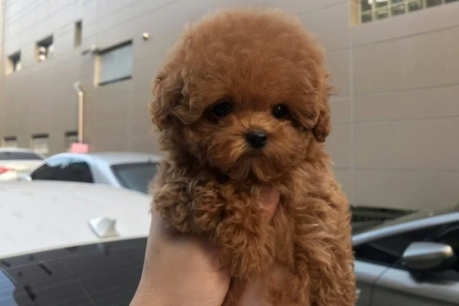 MAYA KIZIMIZIN MÜKEMMEL YAVRUSU TOY POODLE 1