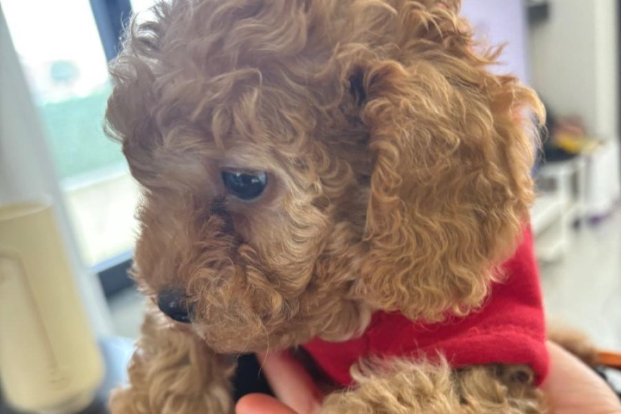 Toy poodle Aşk çocukları 3