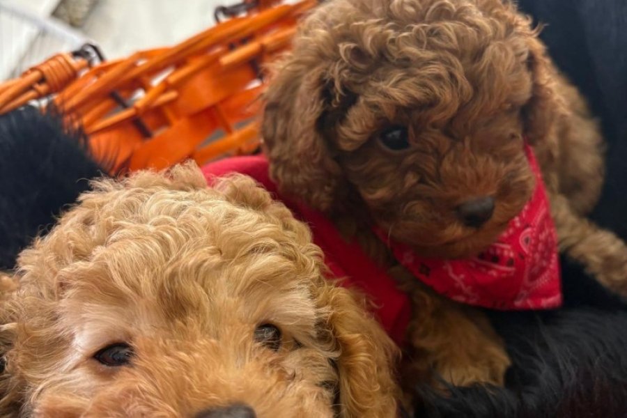 Toy poodle Aşk çocukları 1