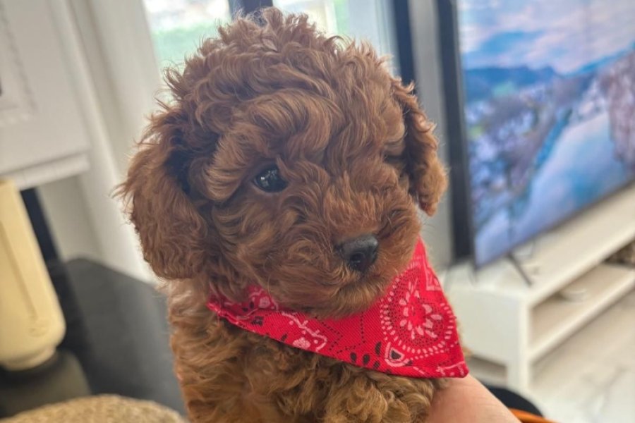 Toy poodle Aşk çocukları 2