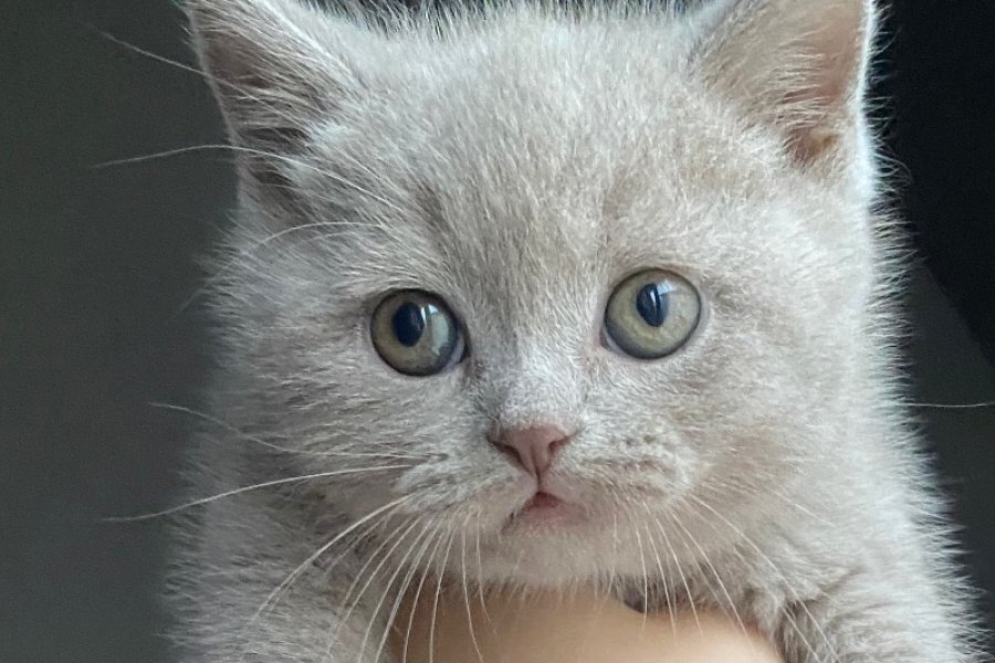 Sevimli British Shorthair Yavrumuz Sizi Bekliyor! 3