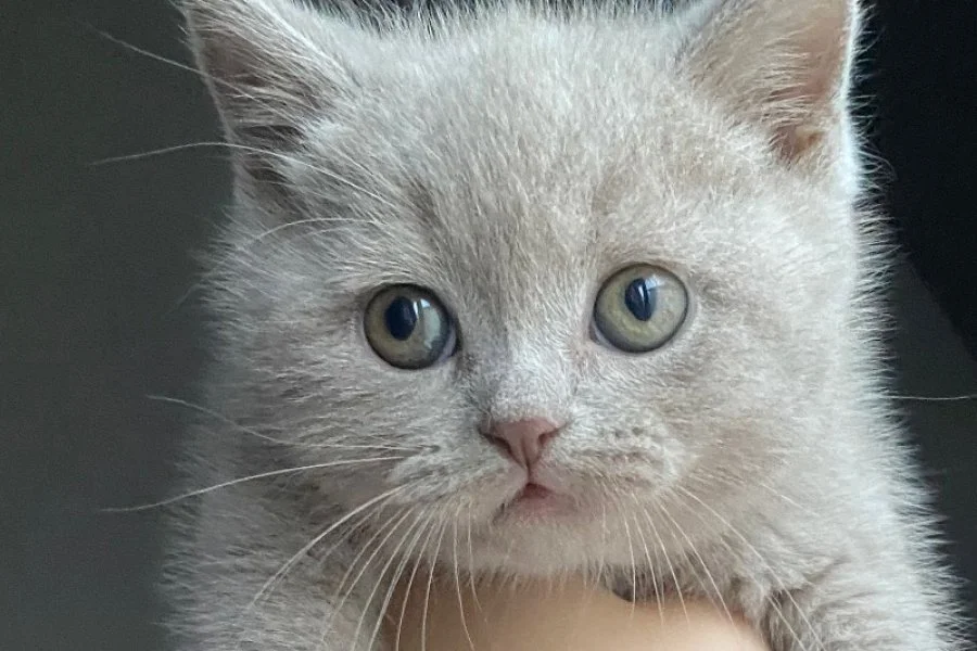 Sevimli British Shorthair Yavrumuz Sizi Bekliyor! 3