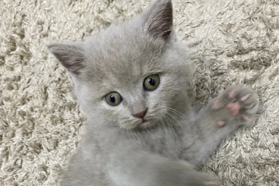 Sevimli British Shorthair Yavrumuz Sizi Bekliyor! 2