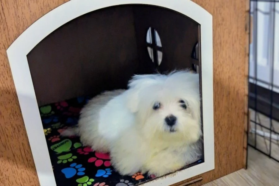 4 aylik morkie dünya tatlısı yavru 1