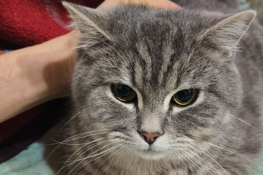Sevimli ve Enerjik British Shorthair Kedimiz 1
