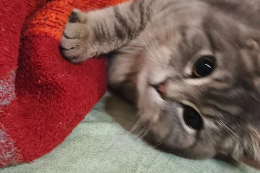 Sevimli ve Enerjik British Shorthair Kedimiz 3