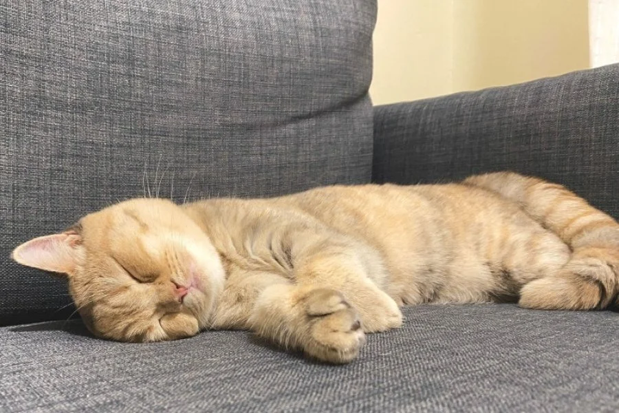 Sevecen British Shorthair Yavrumuz 3