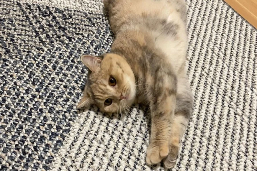 Sevecen British Shorthair Yavrumuz 1