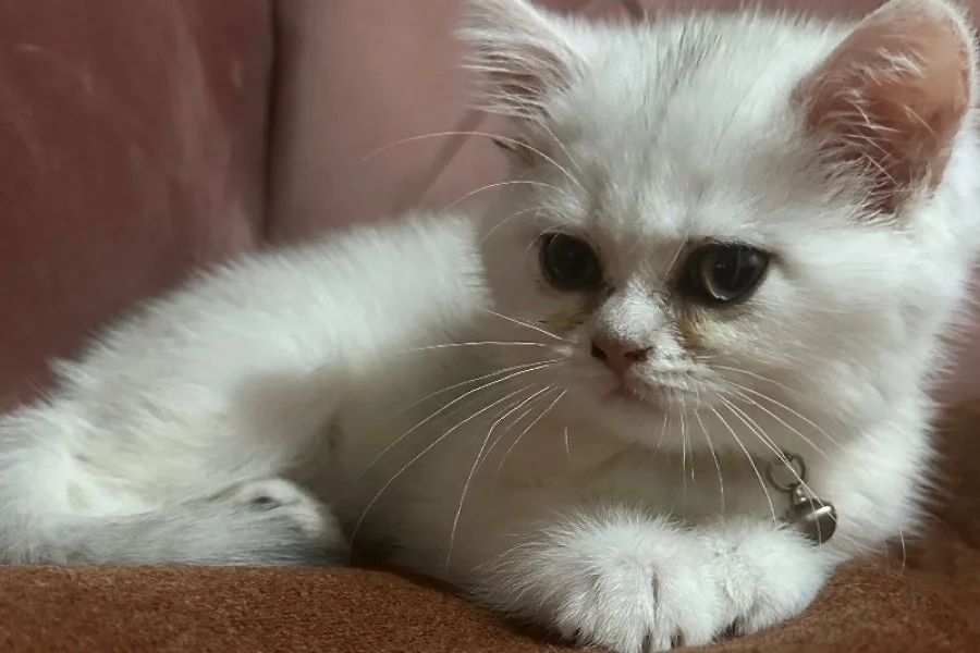 İstanbul çok tatlı kedi almak isteyen iletişime geçebilir 1