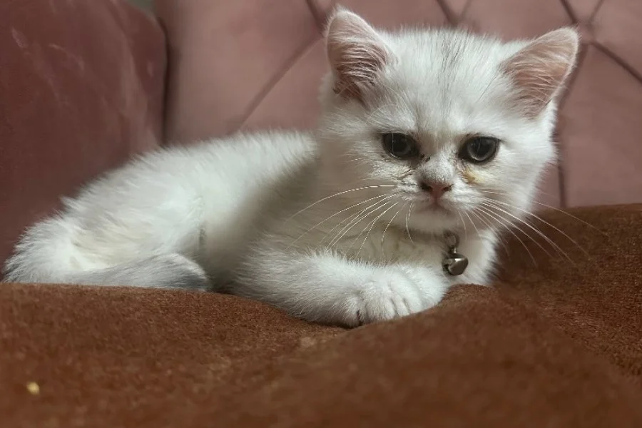 İstanbul çok tatlı kedi almak isteyen iletişime geçebilir 2