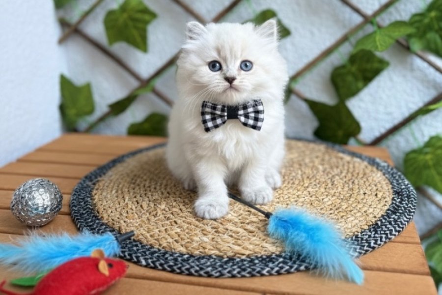 DİŞİ VE ERKEK BLUEPOİNT LONGHAİR BEBELER 1