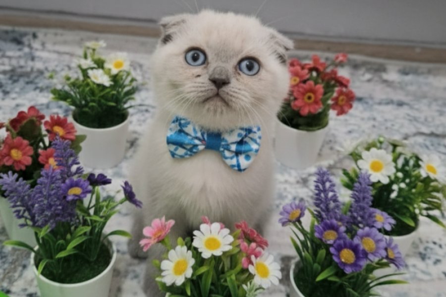 Evinizin neşesi olacak sevimli bir paticik 2