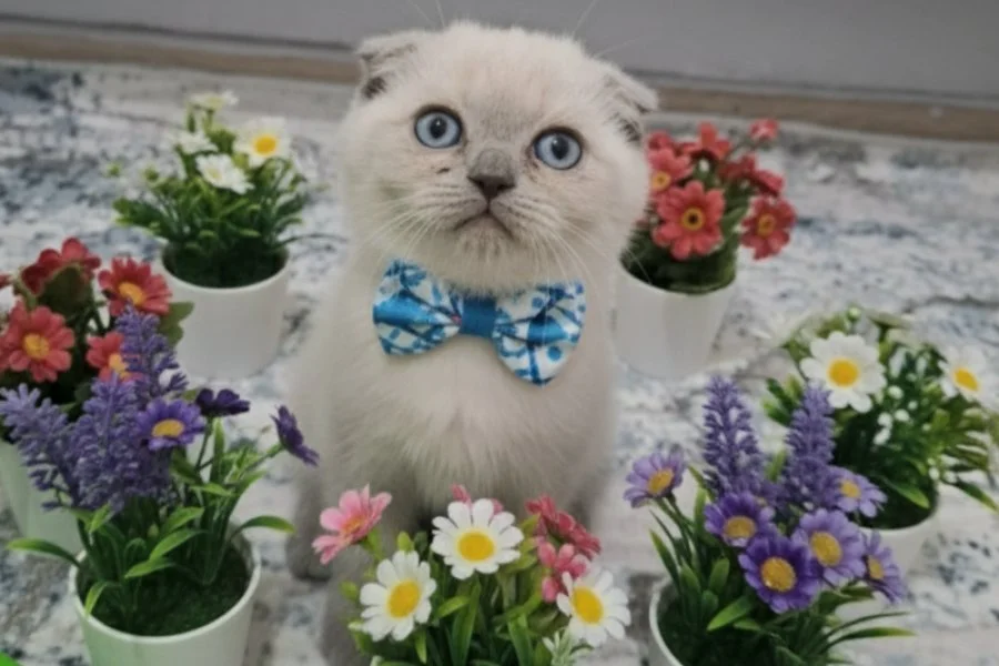 Evinizin neşesi olacak sevimli bir paticik 2