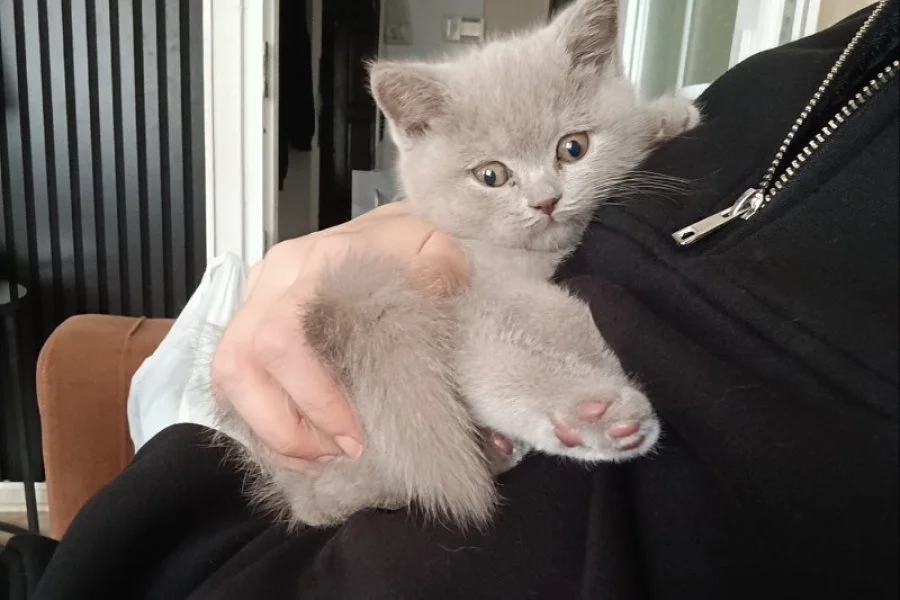 NADİR BULUNAN LİLAC RENK ERKEK BRİTİSH BEBEK 3