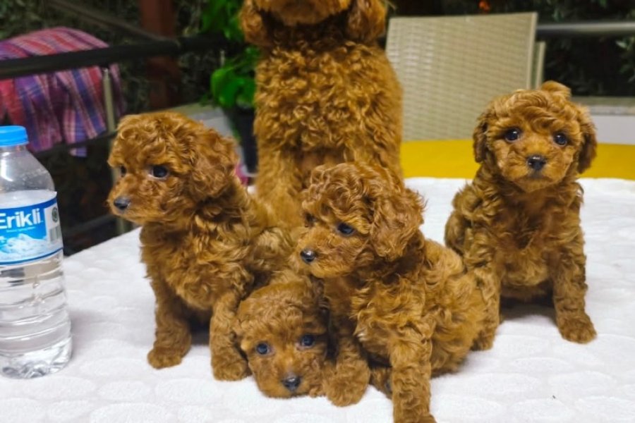 Red toypoodle bebeklerimiz 1