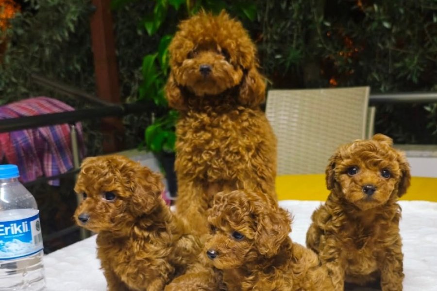 Red toypoodle bebeklerimiz 2