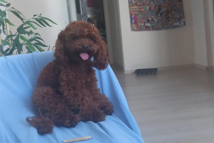 Toy Poodle Çiftleştirme İçin Doğru Yerdesiniz! 3
