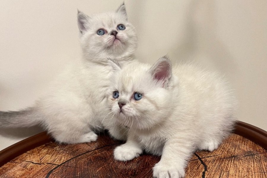 SAFKAN OYUNCU BRITISH BLUE POINT BEBEĞİM 3