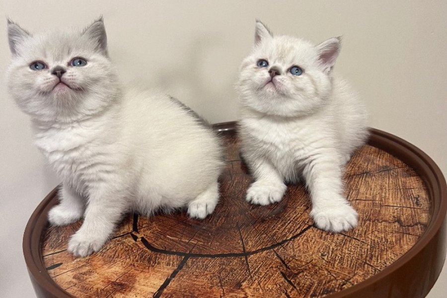SAFKAN OYUNCU BRITISH BLUE POINT BEBEĞİM 2