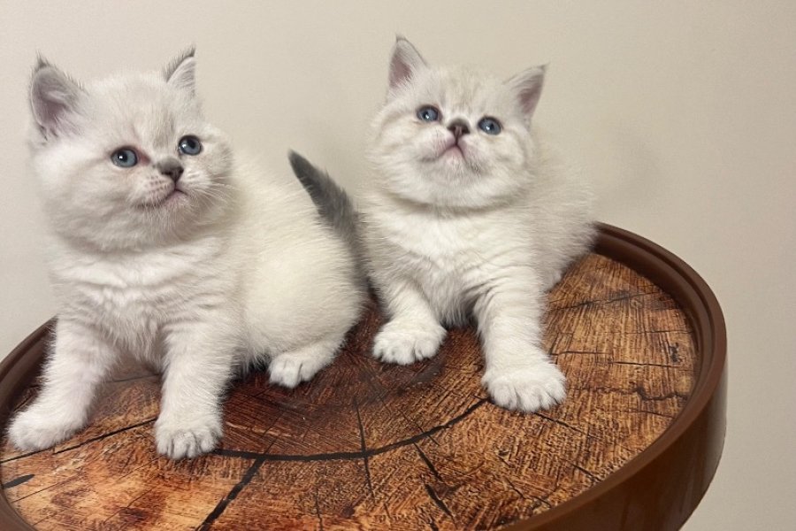 SAFKAN OYUNCU BRITISH BLUE POINT BEBEĞİM 1