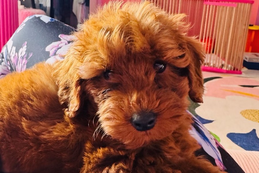Eşyaları Hediye 3 Aylık Toy Poodle Erkek 1