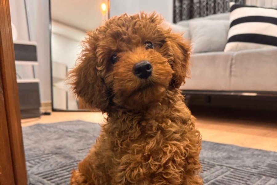 Toy poodle 3 aylık 1