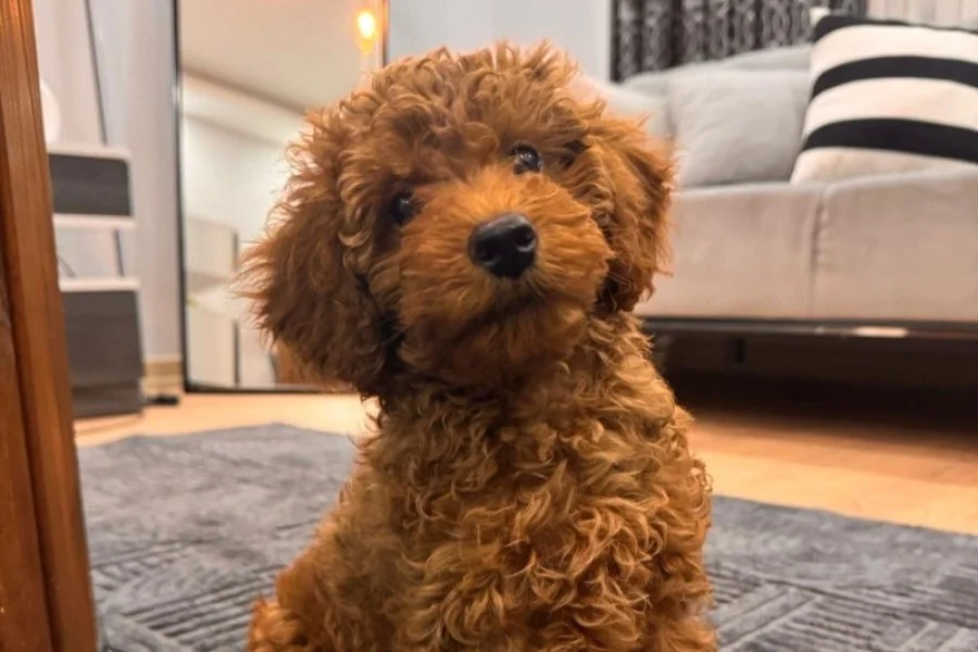 Toy poodle 3 aylık 1