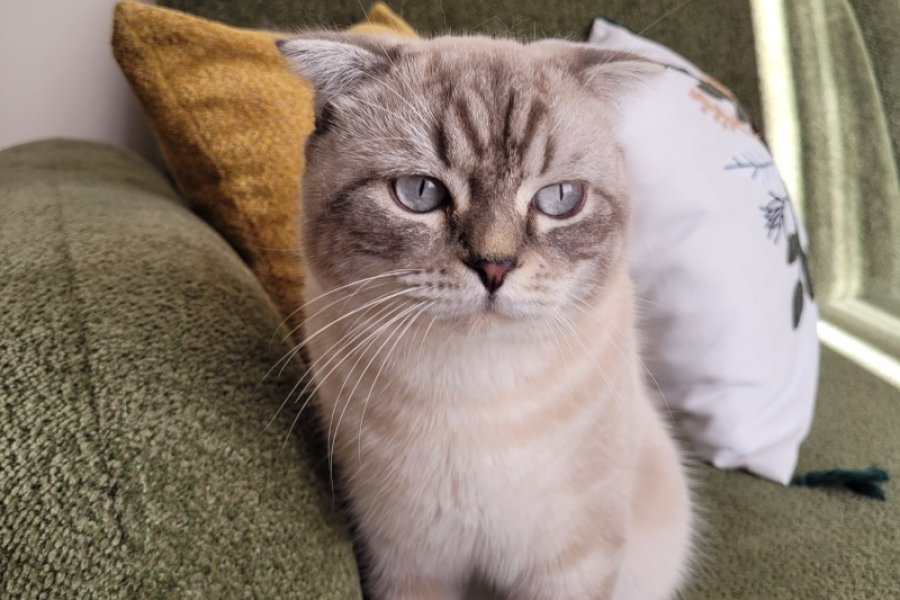 Cins Kedi Sahiplendirme 2