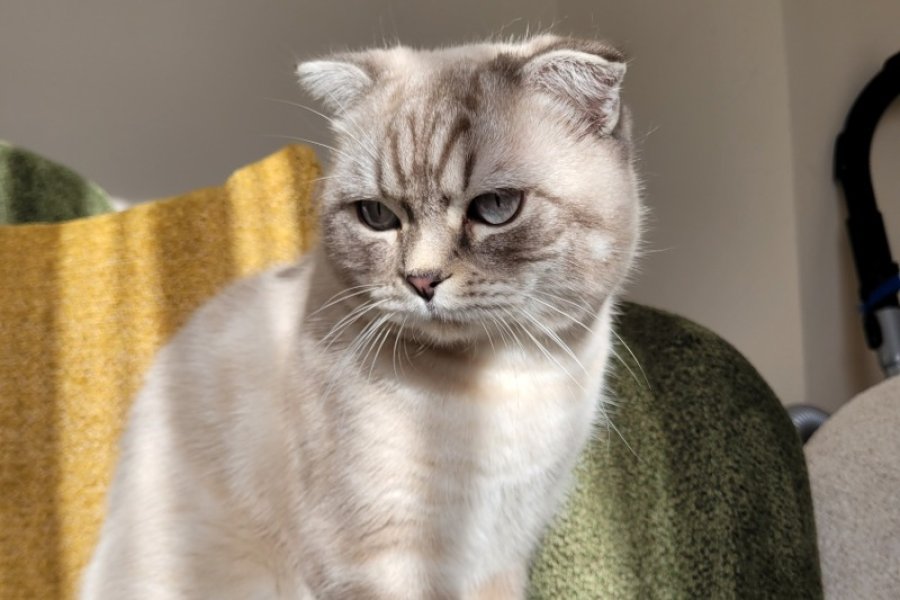 Cins Kedi Sahiplendirme 3