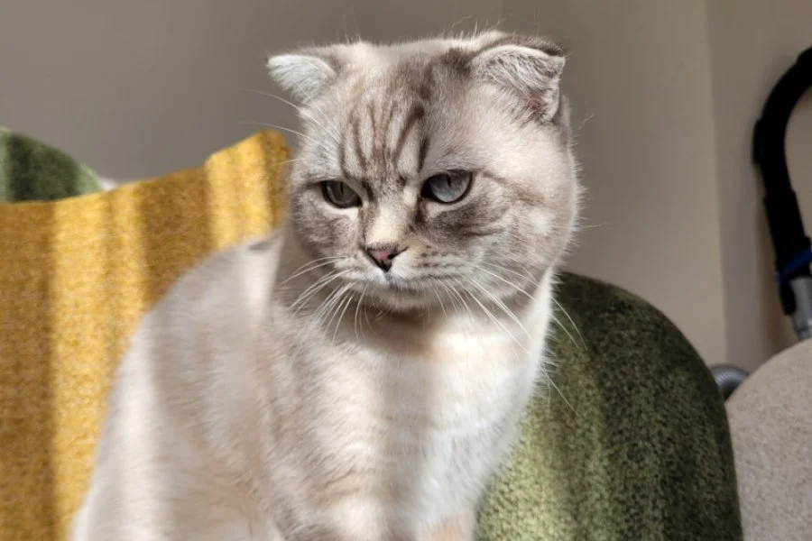 Cins Kedi Sahiplendirme 3