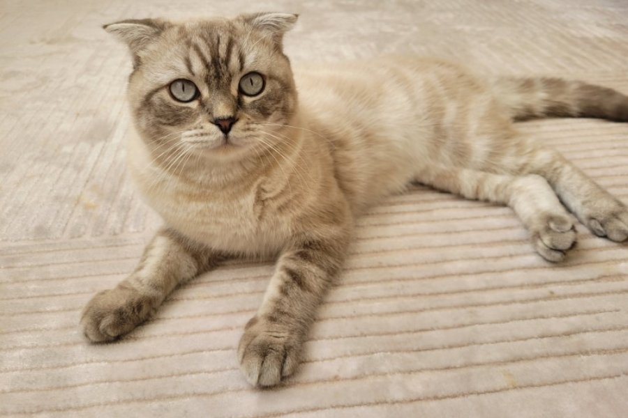 Cins Kedi Sahiplendirme 1