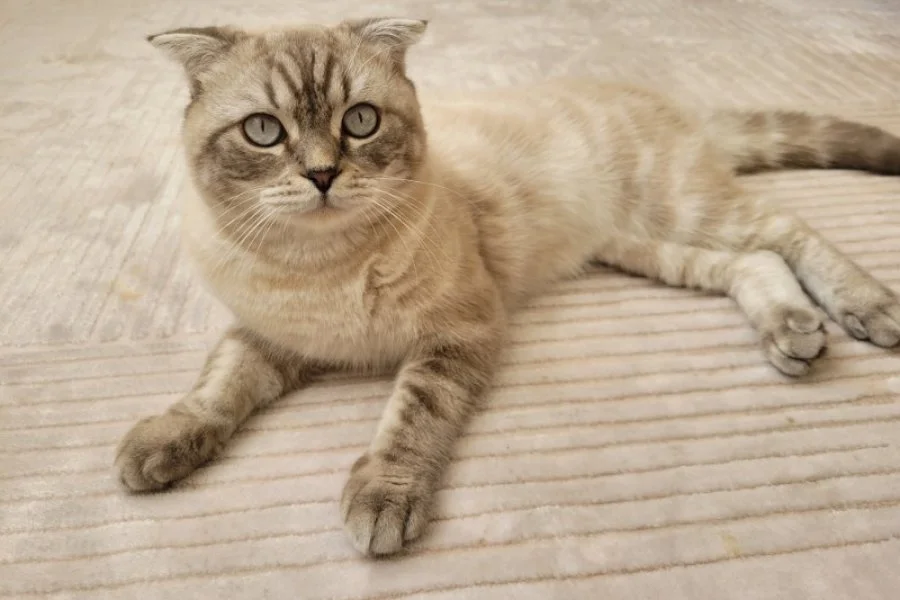 Cins Kedi Sahiplendirme 1