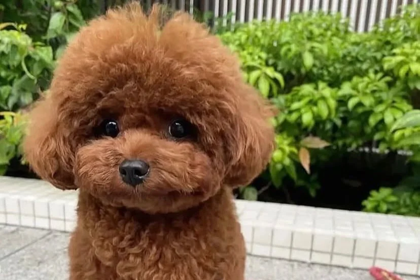 Teacup Kore Poodle Oğlumuza Eş Arıyoruz 1