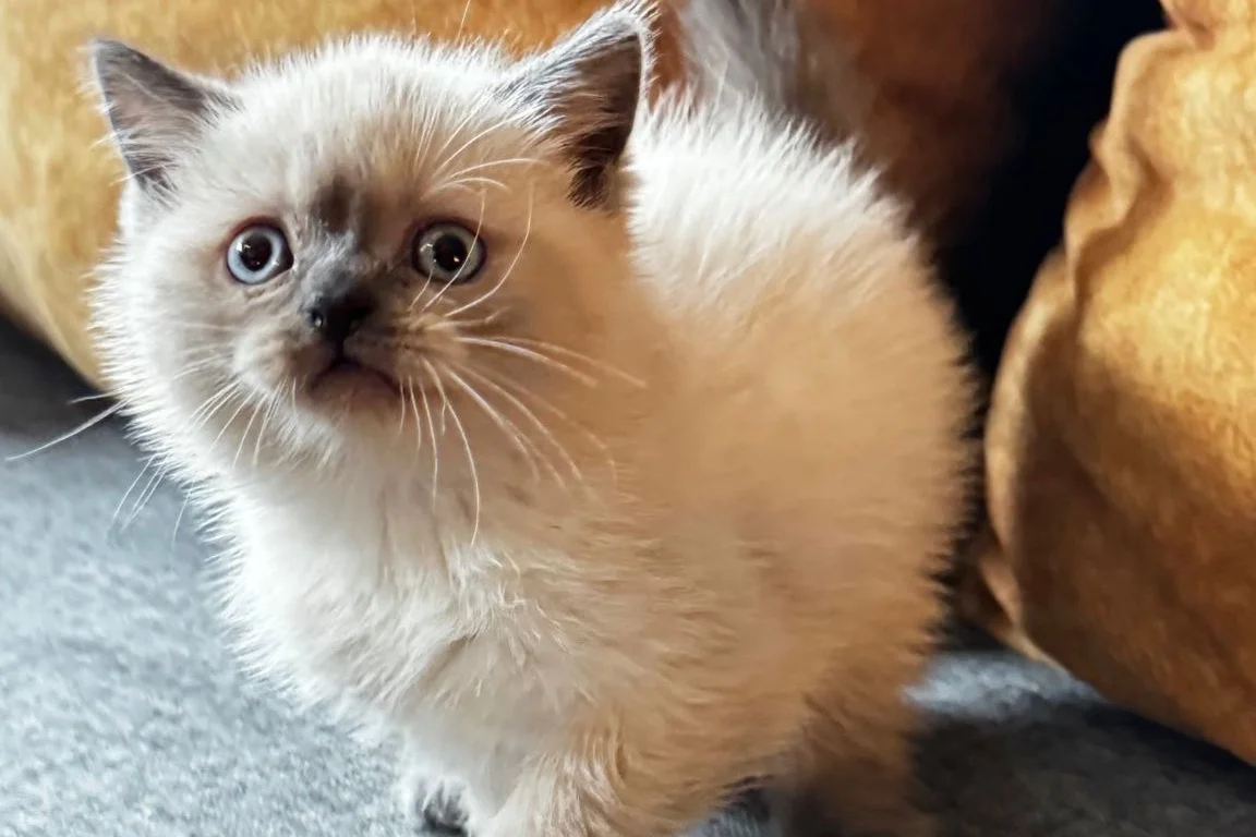 British Shorthair Bluepoint 1