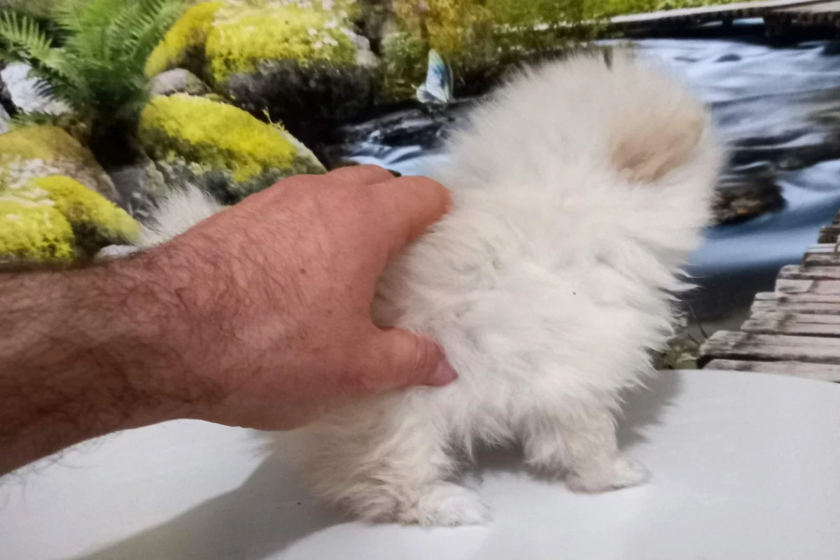 Premium Kalitede Pomeranian Boo Yavruları 2