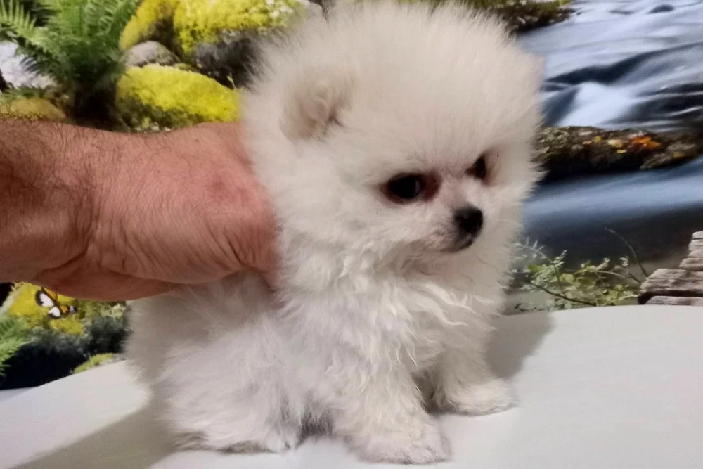 Premium Kalitede Pomeranian Boo Yavruları 1