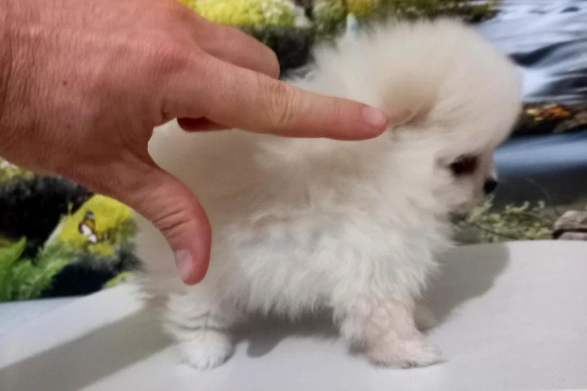 Premium Kalitede Pomeranian Boo Yavruları 4