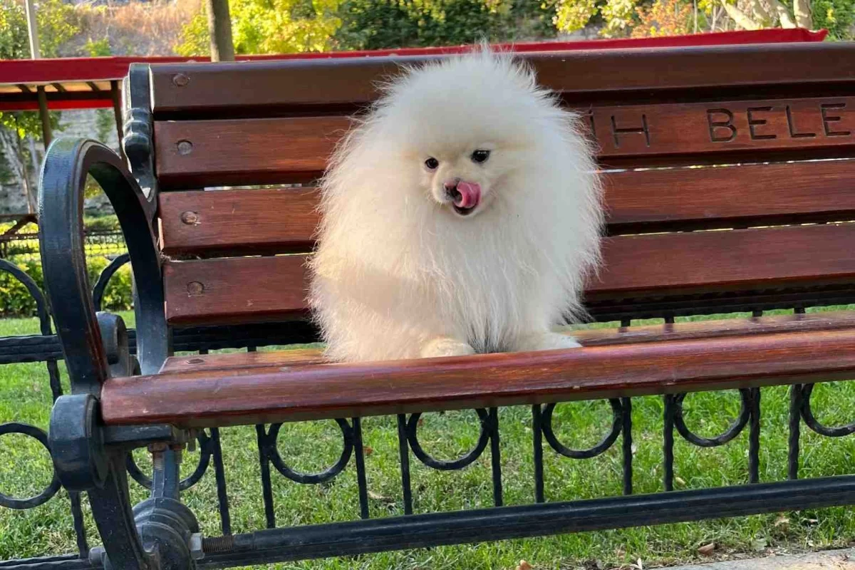 Premium Kalitede Pomeranian Boo Yavruları 8