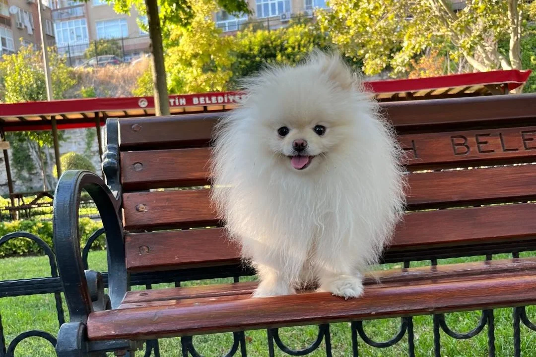 Premium Kalitede Pomeranian Boo Yavruları 7