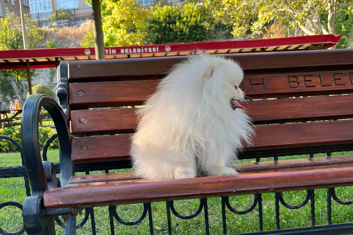 Premium Kalitede Pomeranian Boo Yavruları 6