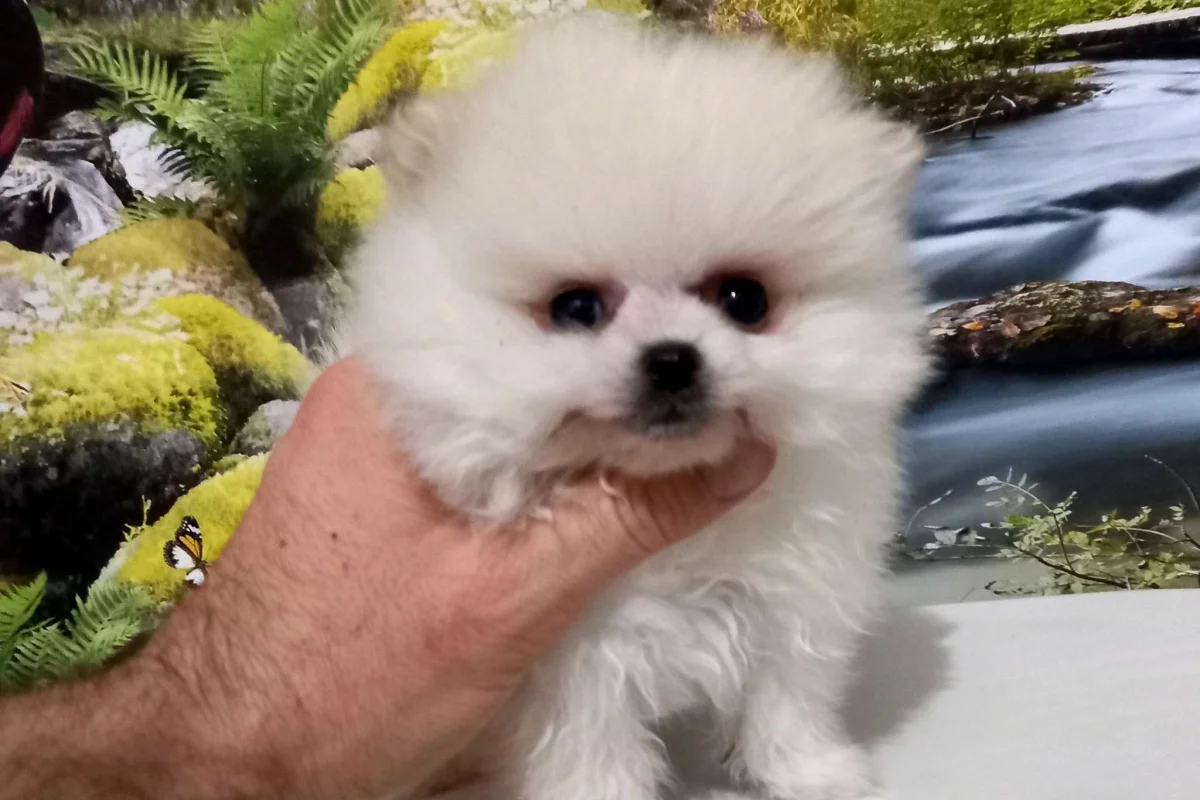 Premium Kalitede Pomeranian Boo Yavruları 3