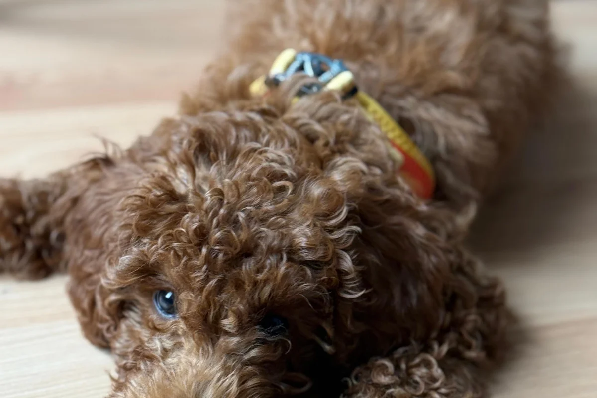 4 aylık erkek toy poodle 1