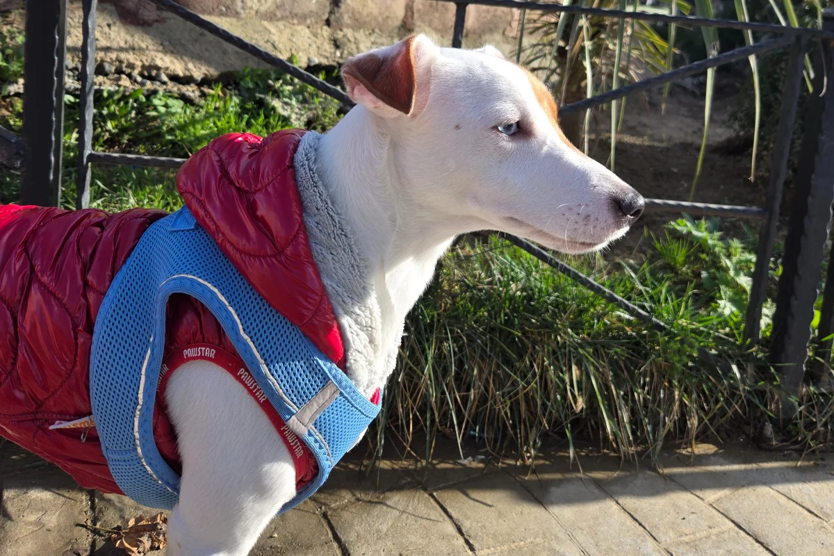 1 Yaşında Safkan Jack Russell 1