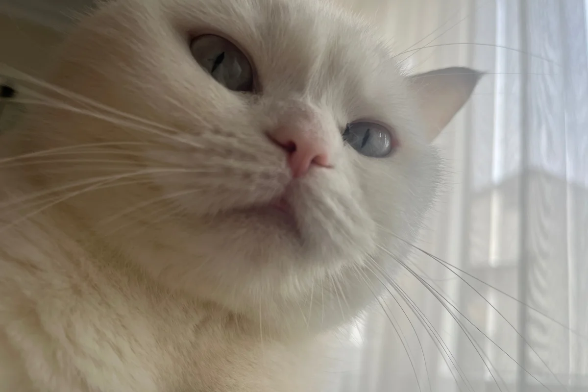 Sakin, uysal beyaz kedi 5